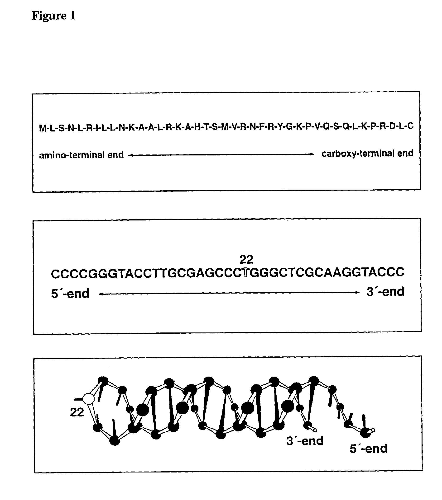 Chimerical peptide-nucleic acid fragment, process for producing the same and its for appropriately introducing nucleic acids into cell organelles and cells