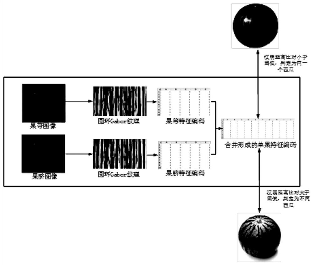 Coding and recognition method and device based on fruit streak map information