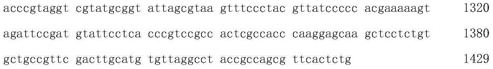 Stenotrophomonas maltophilia, microbial inoculum containing stenotrophomonas maltophilia and application and diesel-degrading method thereof