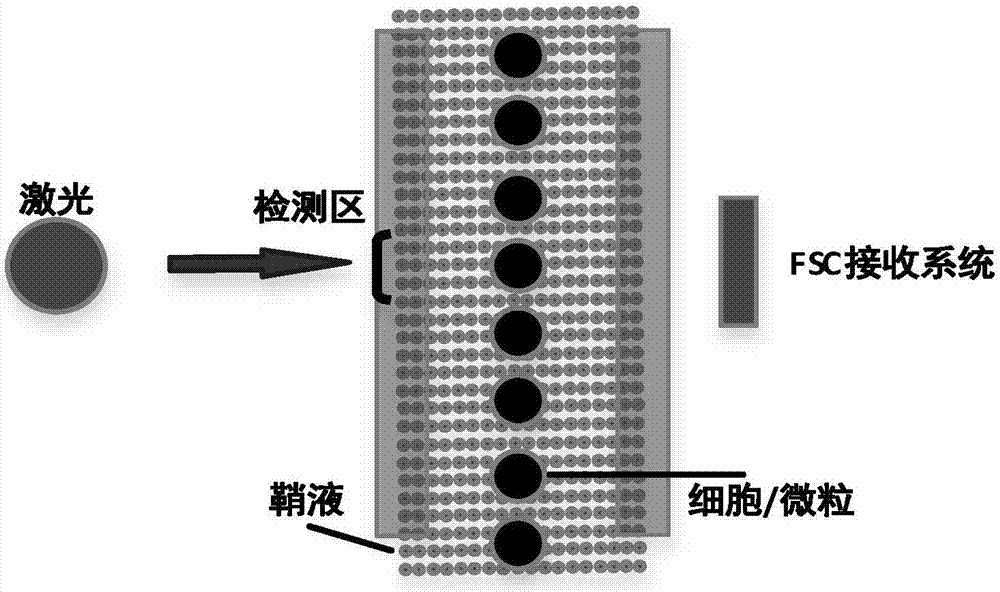 FSC (forward scatter) receiving system of flow cytometer