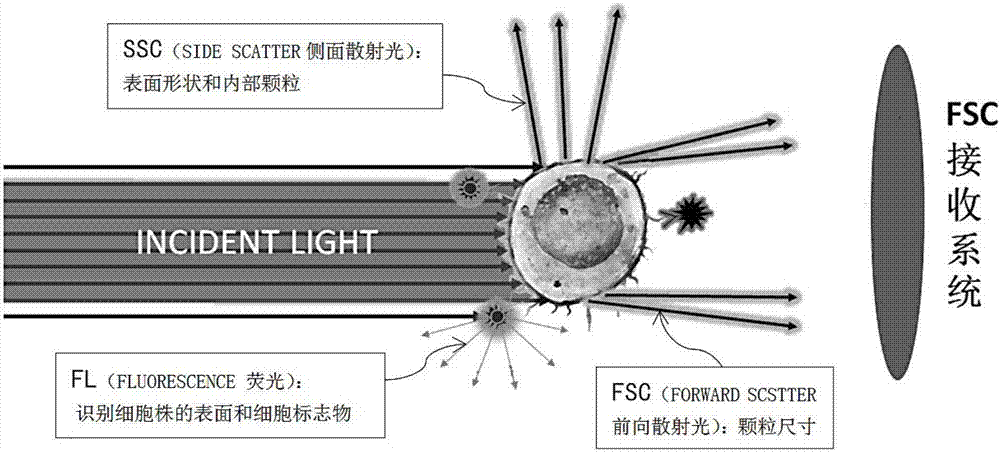 FSC (forward scatter) receiving system of flow cytometer