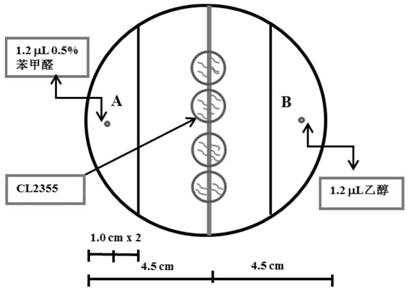 A preparation process of spirulina protein and its neuroprotective application