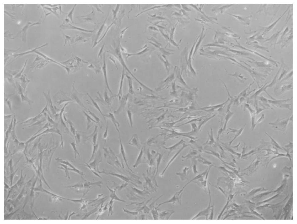 Method for obtaining artificial skin through stem cell in-vitro differentiation and application of method