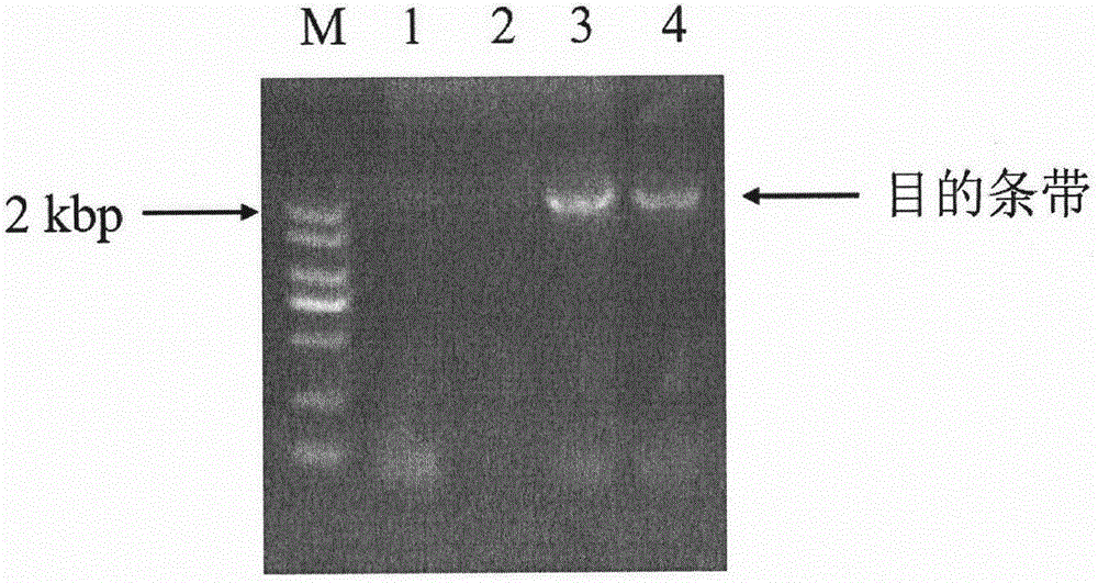 Cytochrome P450 reductase 1 of lycoris aurea as amaryllidaceae plant as well as coding gene and application thereof