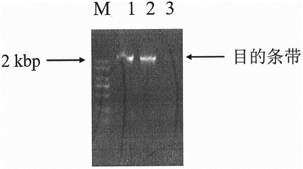 Cytochrome P450 reductase 1 of lycoris aurea as amaryllidaceae plant as well as coding gene and application thereof