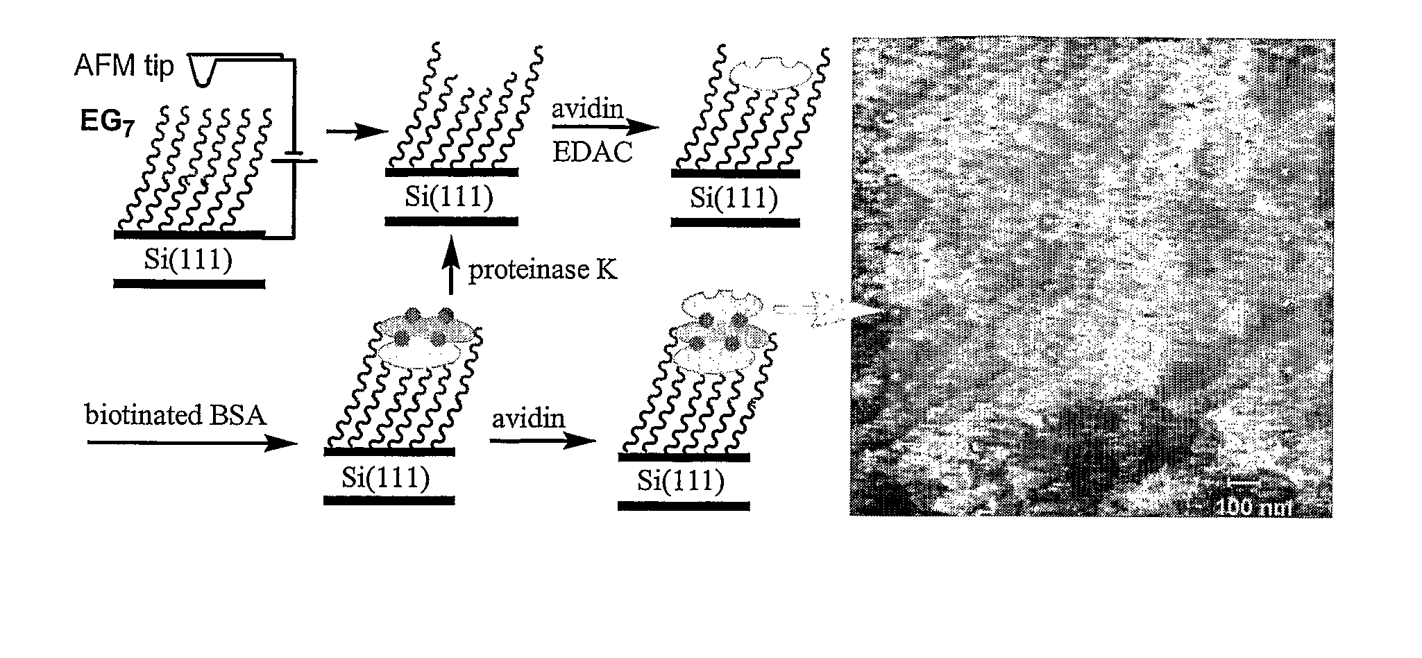 Preparation of Nanometric Arrays of Biomolecules on Oligo-or Poly(Ethylene Glycol) Films on Silicon Surfaces