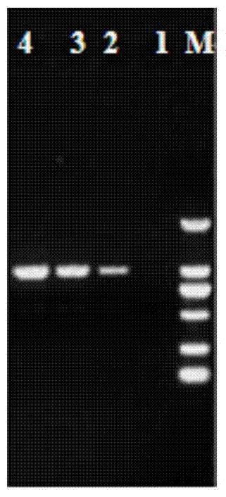 Ternary PCR detection primers and detection method for goat pathogenic bacteria