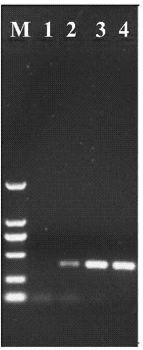 Ternary PCR detection primers and detection method for goat pathogenic bacteria