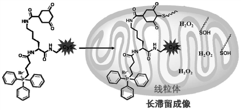 A tumor microenvironment h  <sub>2</sub> o  <sub>2</sub> Responsive cross-linked near-infrared molecular probes and their applications