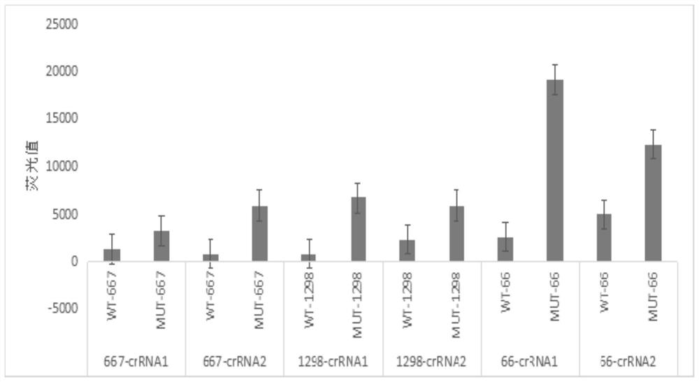 Detection kit and detection method for folate metabolism related molecular marker gene mutation