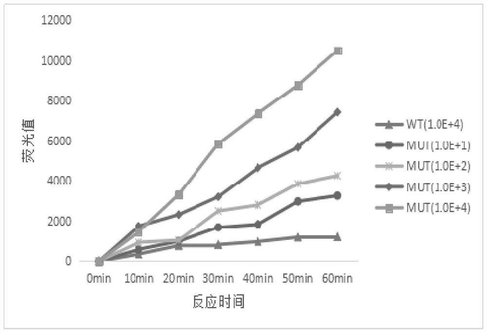 Detection kit and detection method for folate metabolism related molecular marker gene mutation