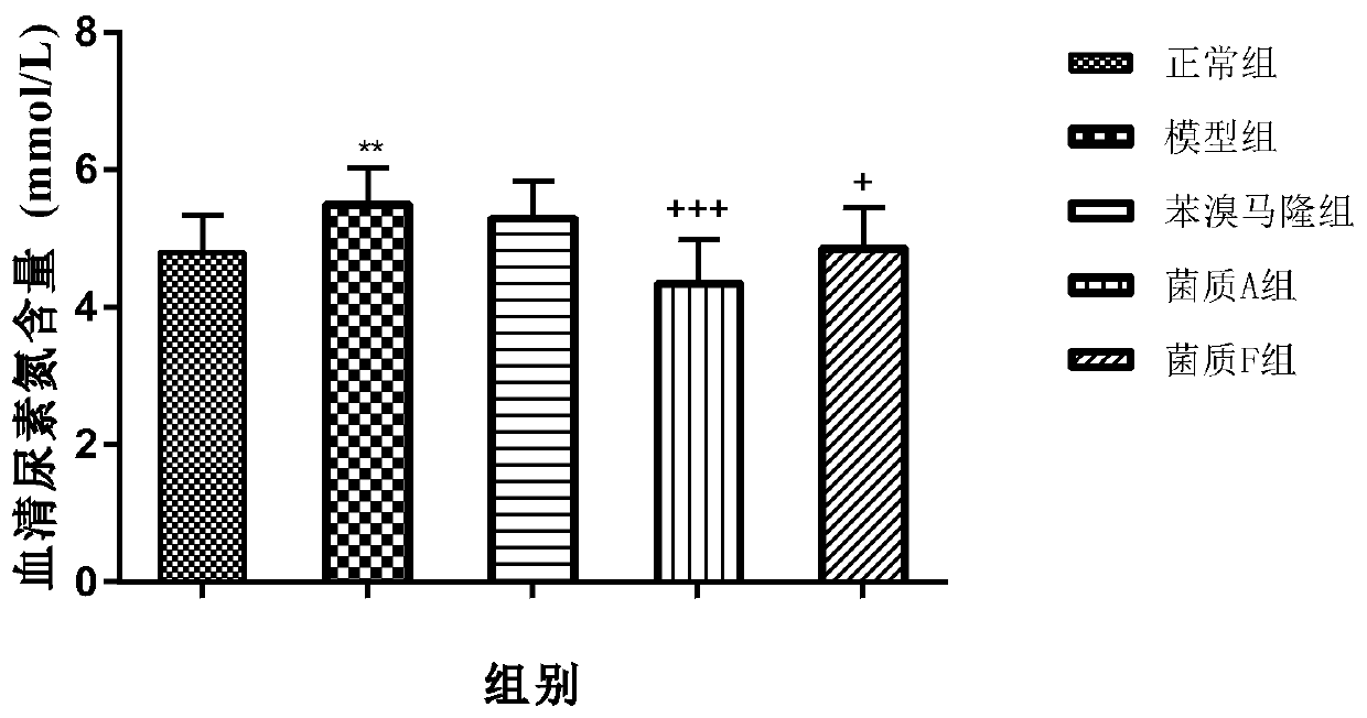 Astragalus membranaceus-paecilomyces cicadae fermented fungal substance, preparation method and application