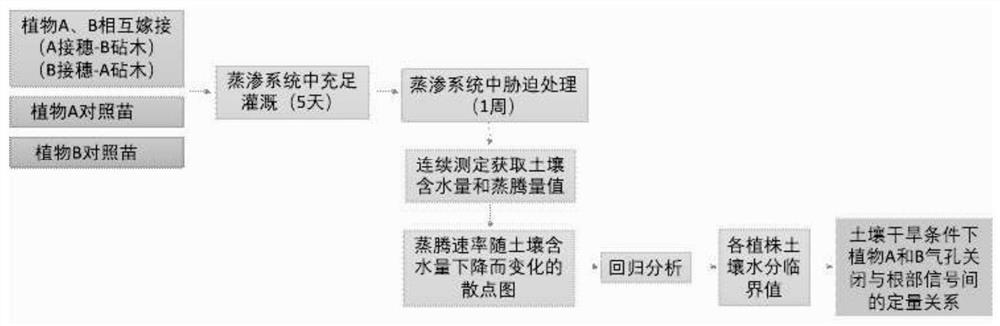 Method for quantitatively analyzing relationship between plant stomata closure and root genotype by using mutual grafts