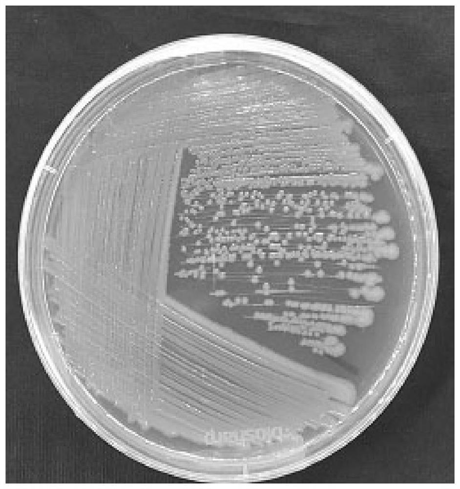 A kind of Pseudomonas monsonii and its application