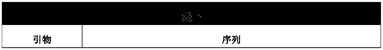 Strong promoter from ensifer adhaerens as well as plasmid vector and application of strong promoter