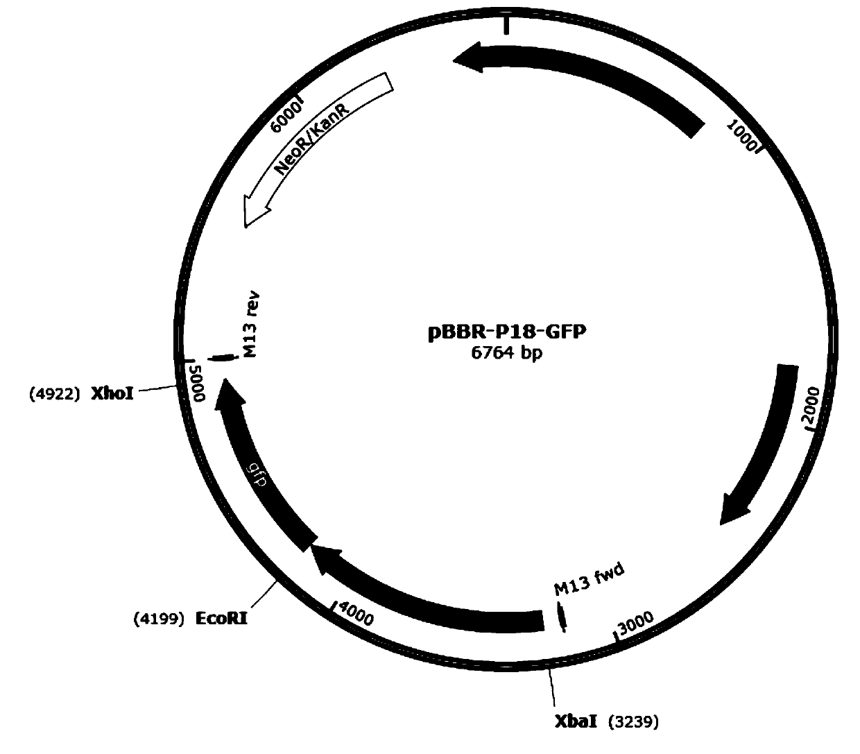 Strong promoter from ensifer adhaerens as well as plasmid vector and application of strong promoter