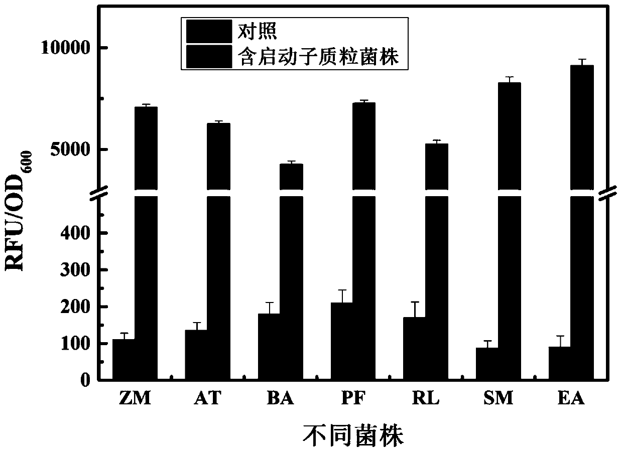 Strong promoter from ensifer adhaerens as well as plasmid vector and application of strong promoter