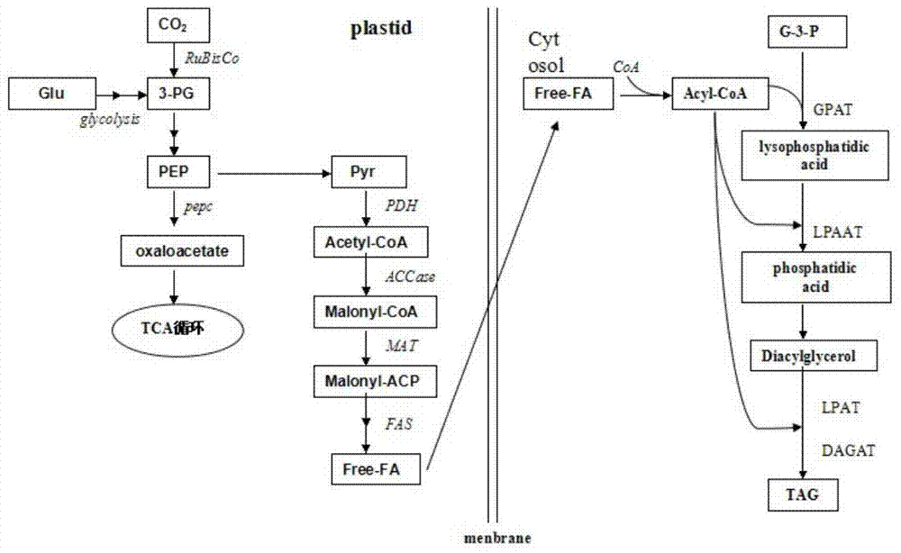 A kind of transgenic Chlamydomonas for improving fatty acid content of Chlamydomonas reinhardtii, construction method and use thereof