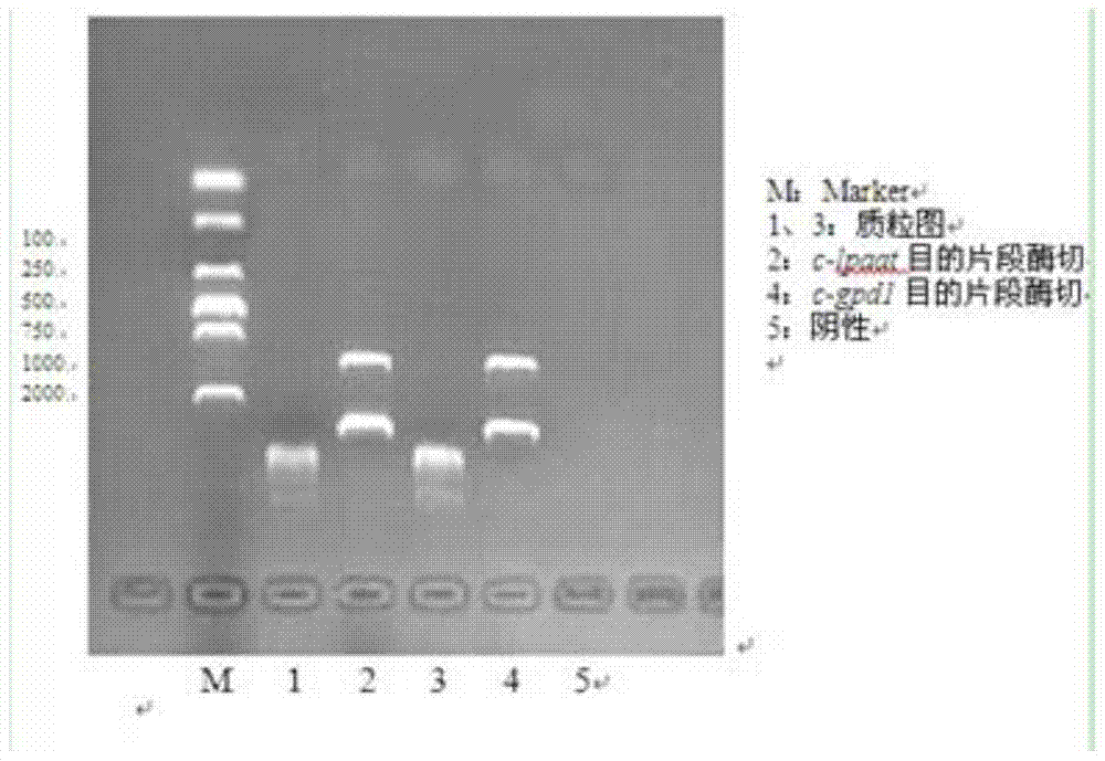 A kind of transgenic Chlamydomonas for improving fatty acid content of Chlamydomonas reinhardtii, construction method and use thereof