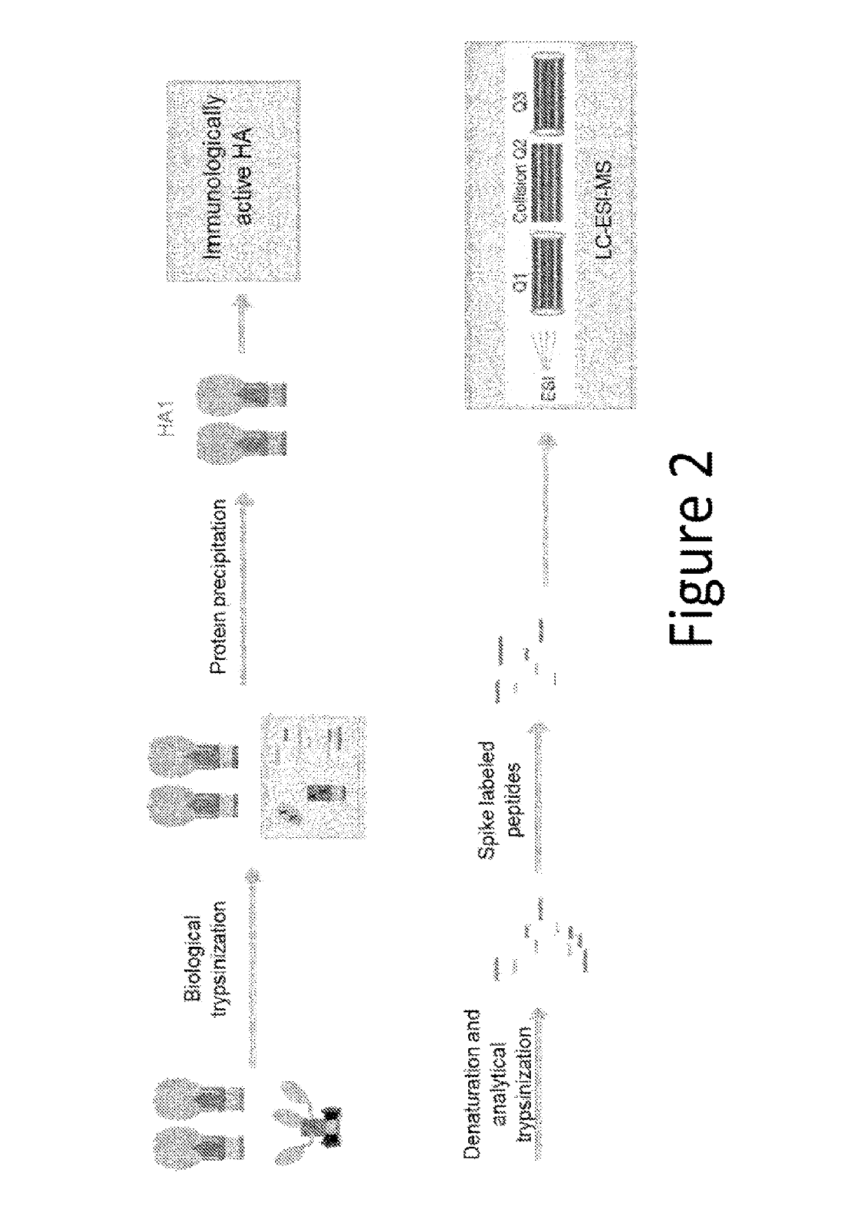 Influenza potency assays