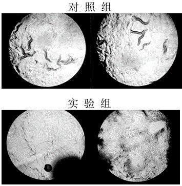 Microbial preparation for preventing and controlling plant root knot nematodes and application thereof