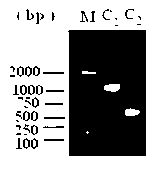 Enzyme for synthesizing cetyl-coenzyme A through cordyceps sinensis, gene and application thereof