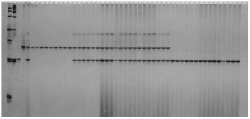 Linkage molecular marker of main effect QTL Parth2.1 of cucumber parthenocarpy and application thereof