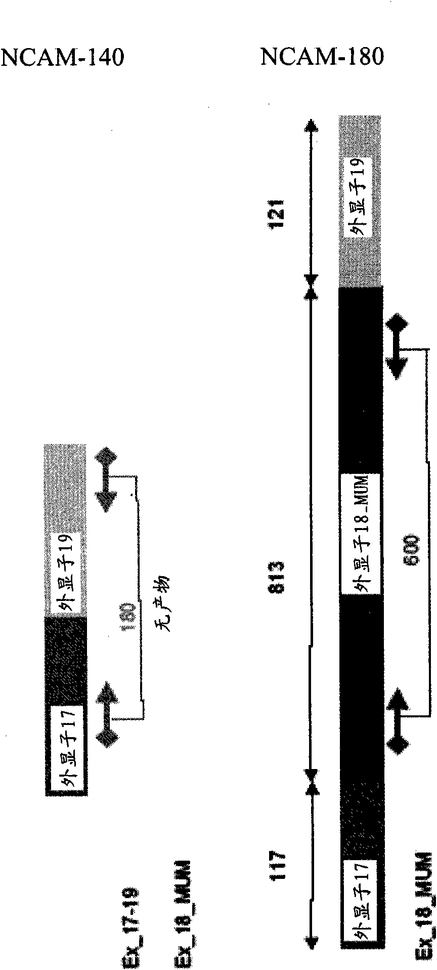 Small cell lung carcinoma biomarker panel