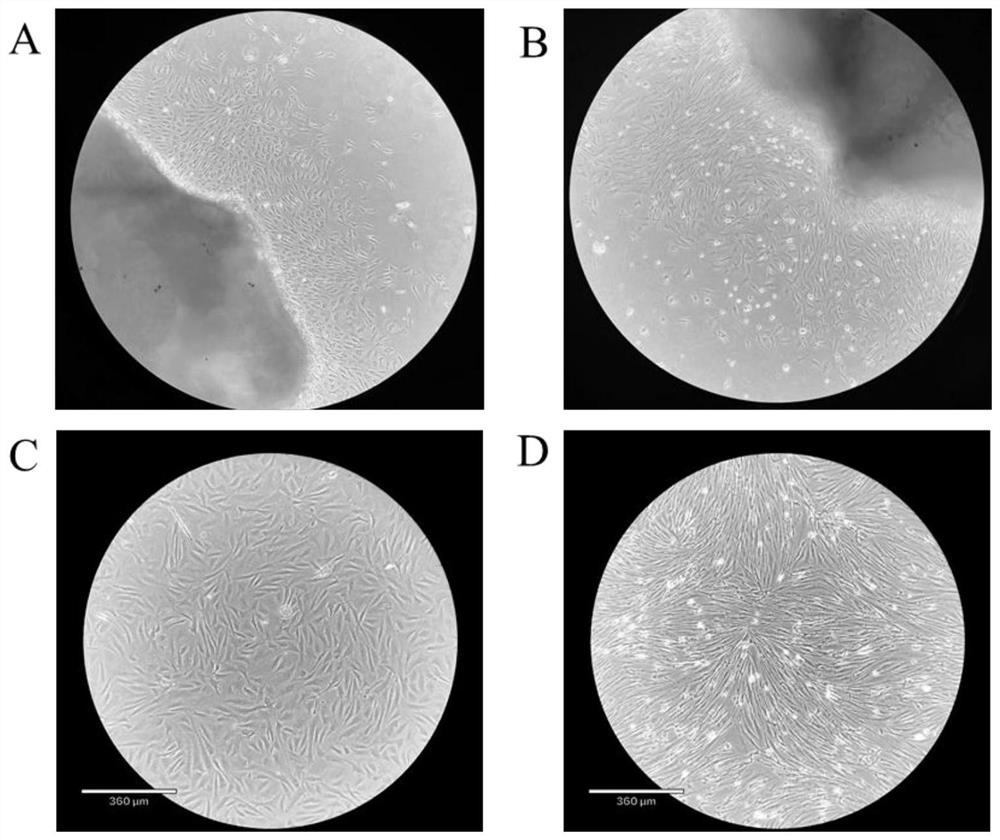 In-vitro culture method and identification method of micropterus japonicus skeletal muscle satellite cells