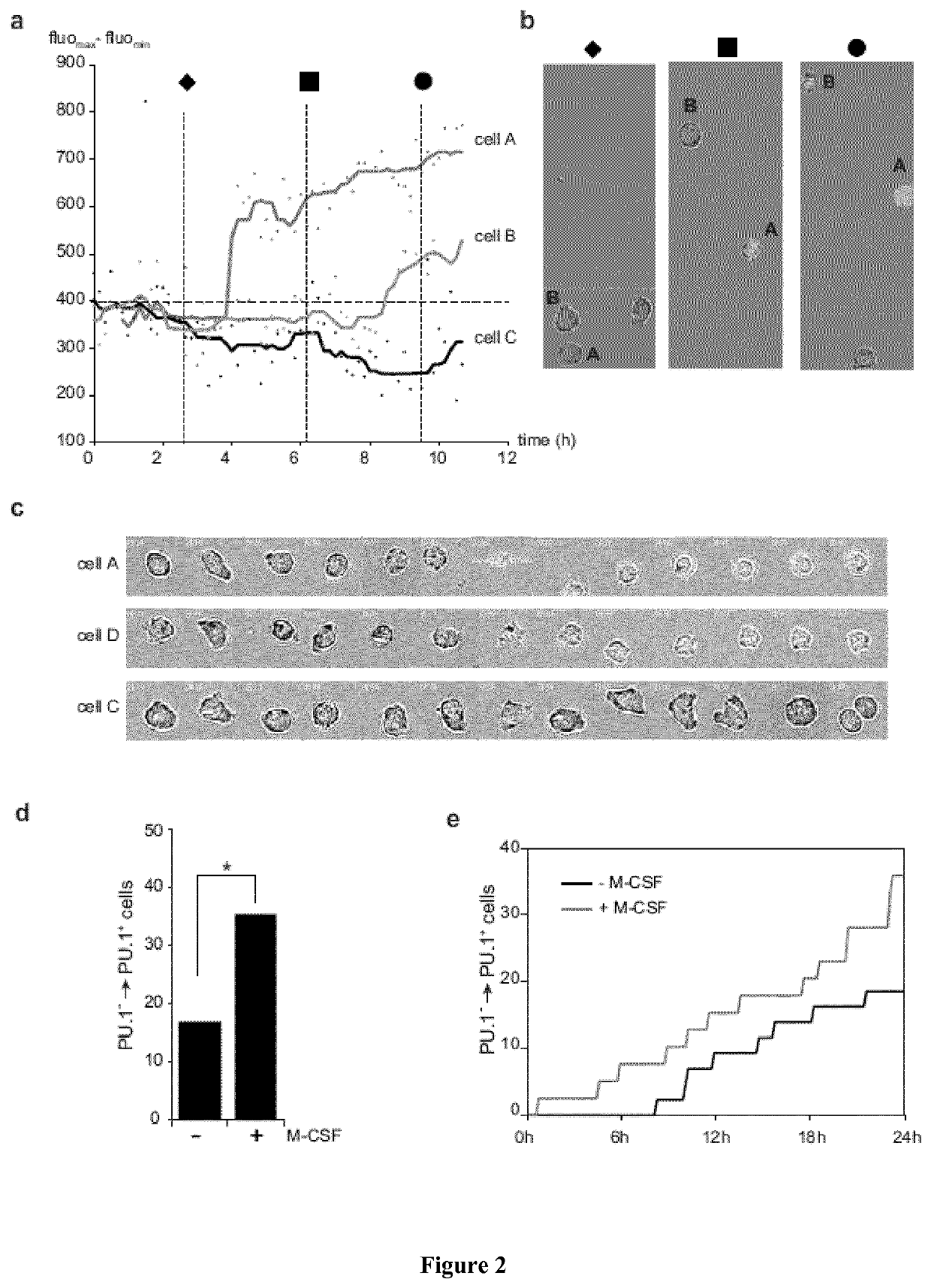 Use of M-CSF for preventing or treating myeloid cytopenia and related complications