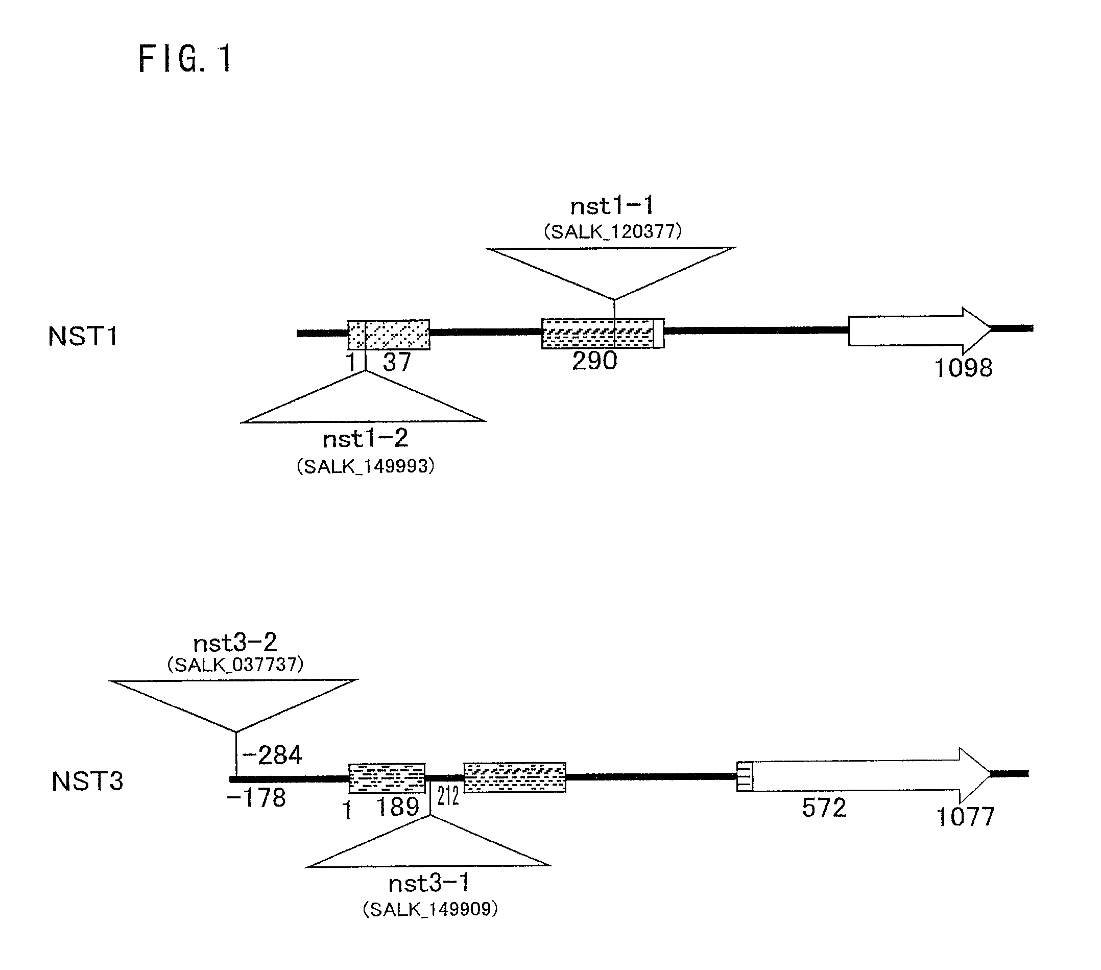 Plant having reduced lignin and cellulose contents without reducing glucan content, method of producing the same and utilization thereof