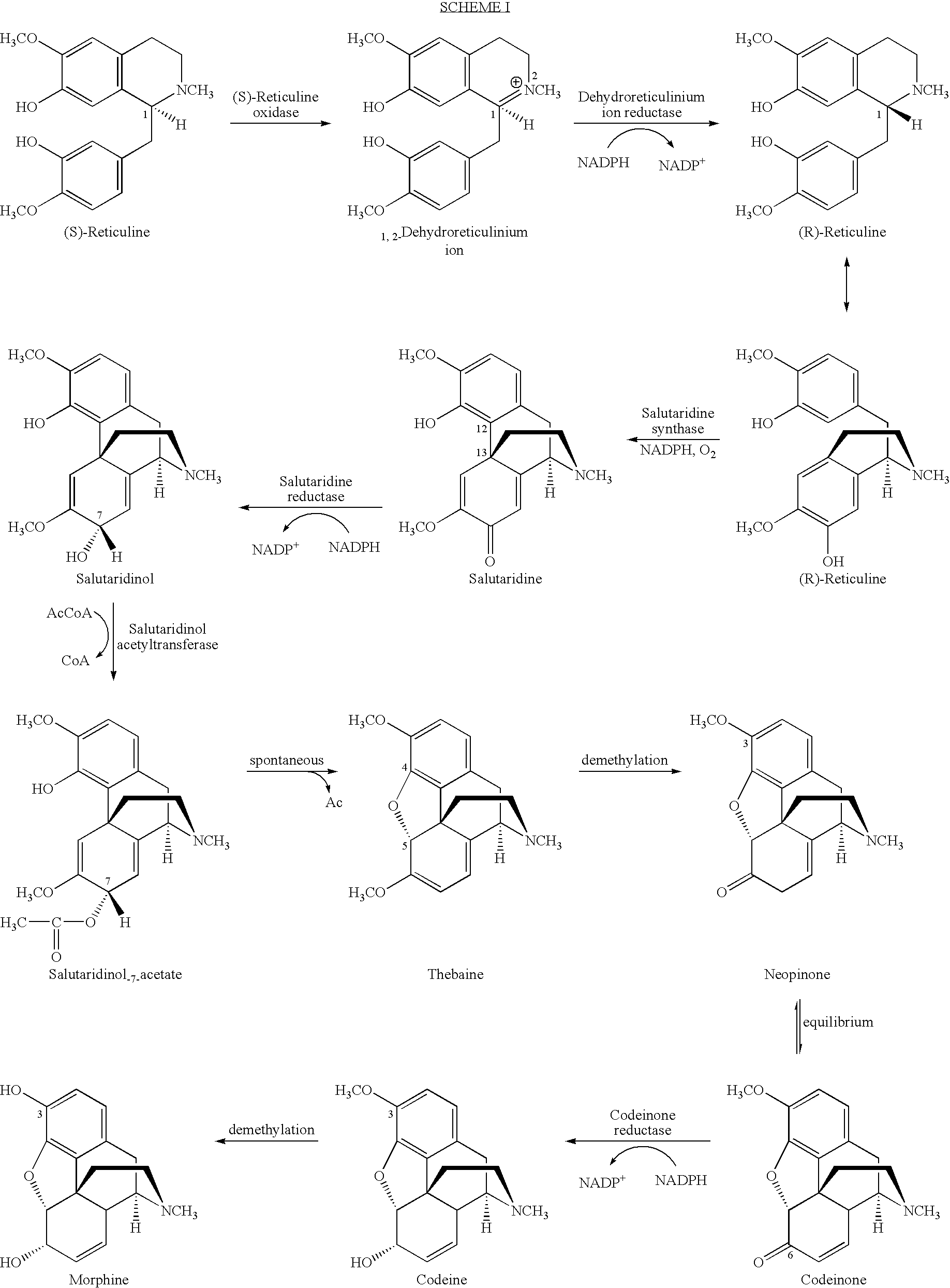 Cytochrome P450 reductases from poppy plants