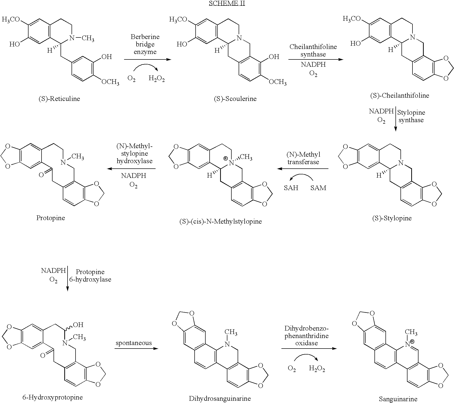 Cytochrome P450 reductases from poppy plants