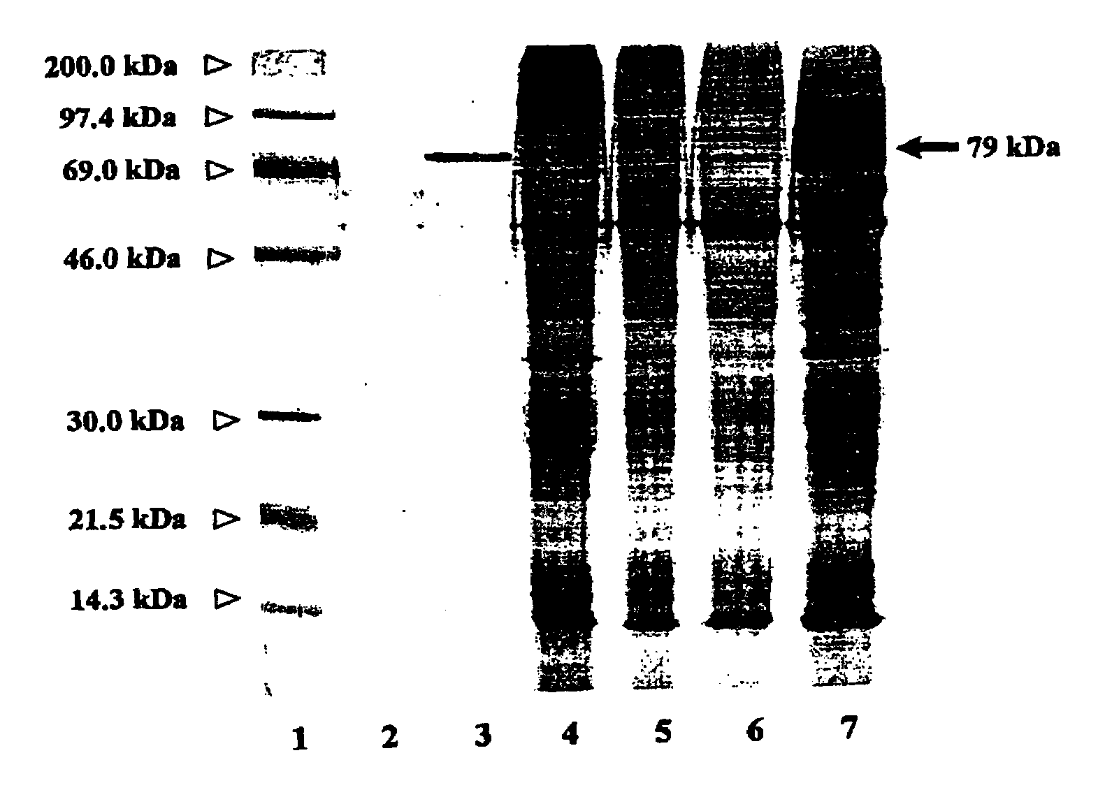 Cytochrome P450 reductases from poppy plants