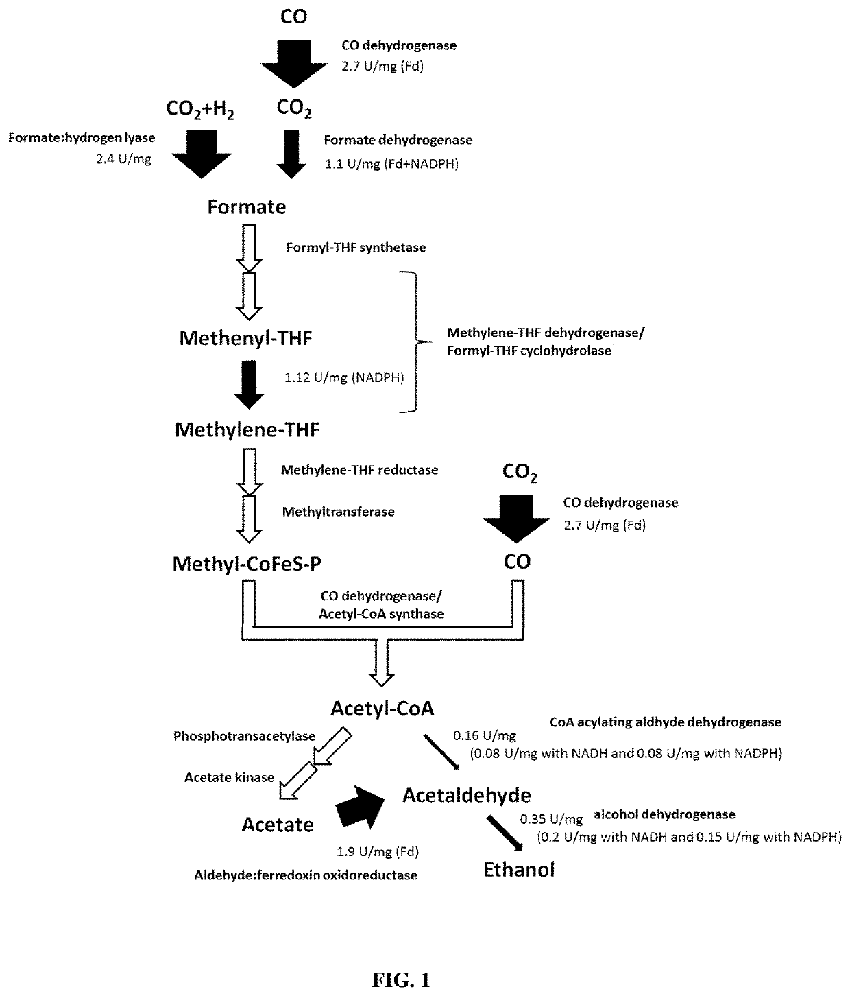 Recombinant microorganisms exhibiting increased flux through a fermentation pathway