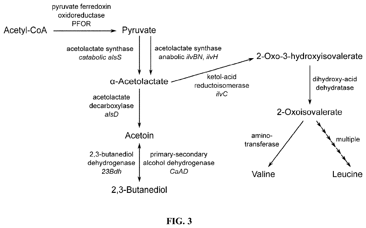 Recombinant microorganisms exhibiting increased flux through a fermentation pathway