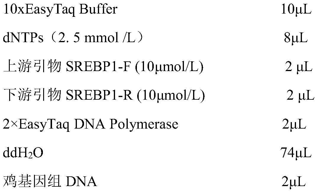 Molecular marker method for simultaneously predicting abdominal fat characters, leg skeleton characters and reproductive performance of broiler chickens and application