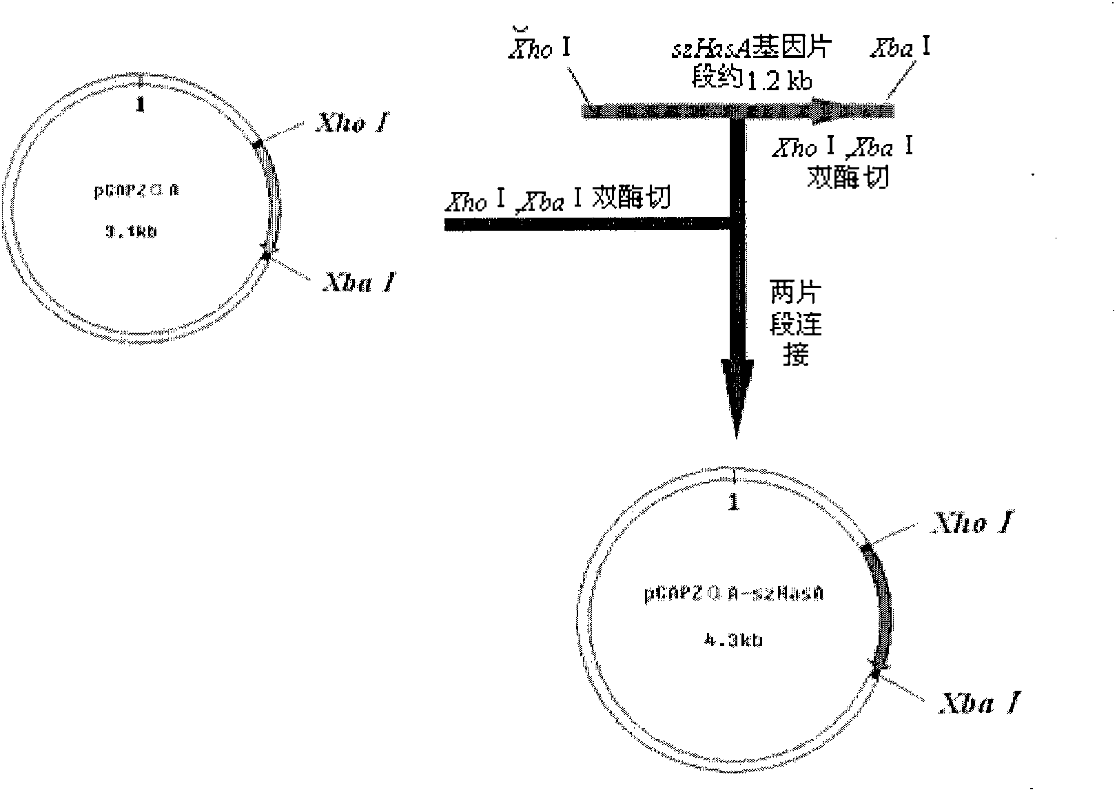 Method for producing hyaluronic acids with different molecular weights through pichia pastoris gene-regulation fermentation