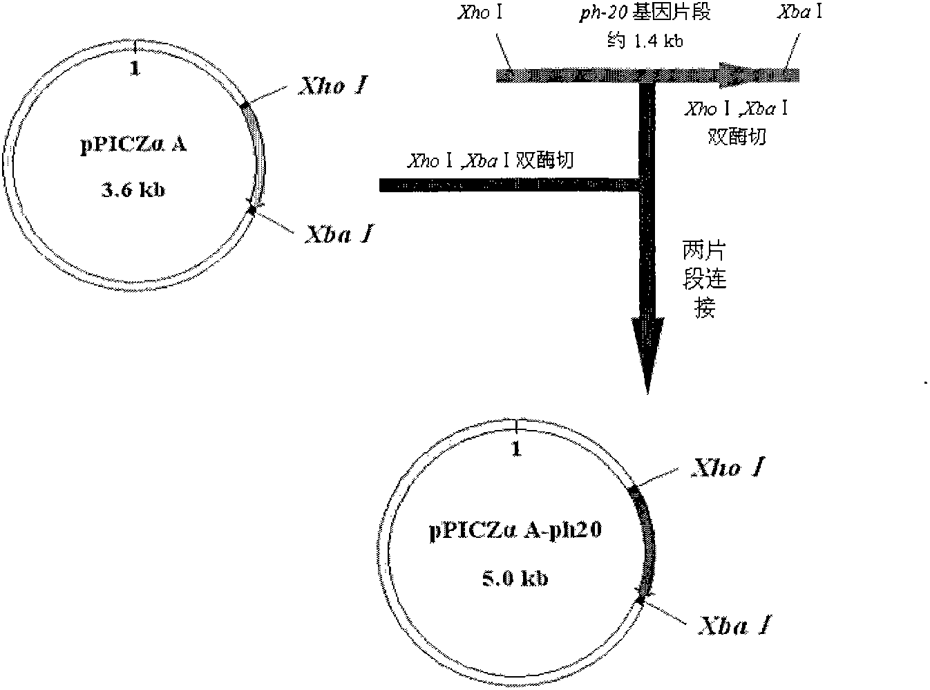 Method for producing hyaluronic acids with different molecular weights through pichia pastoris gene-regulation fermentation