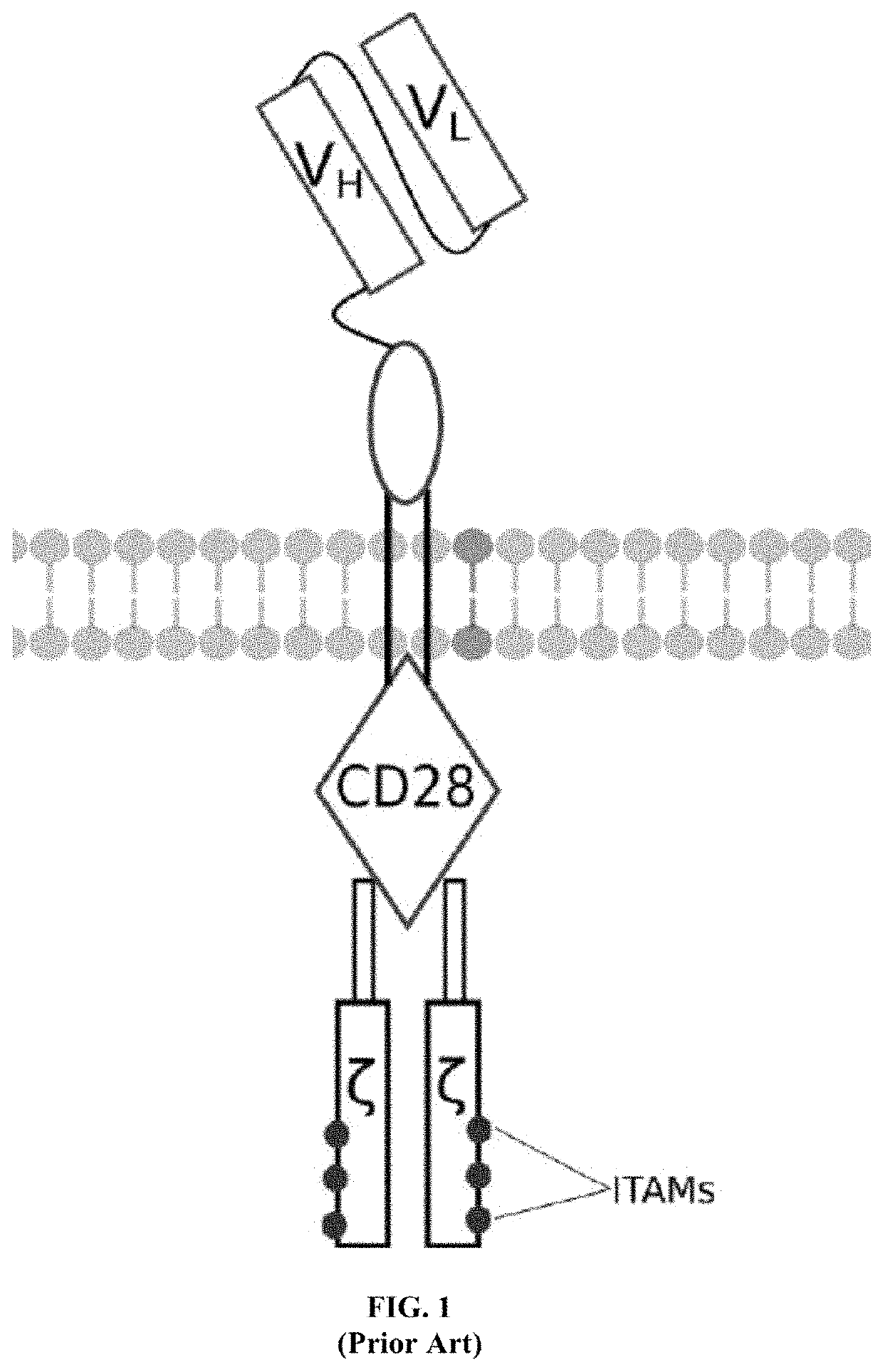 Programmable immunocyte receptor complex system