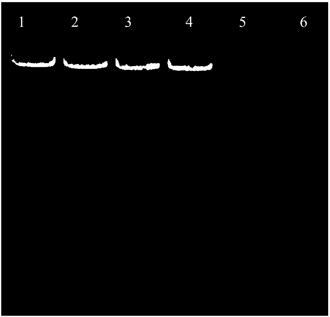 Human CD19 and CD3 binding bispecific antibody