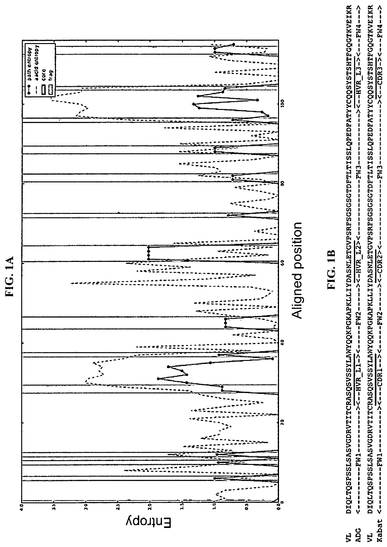 Dynamic human antibody light chain libraries