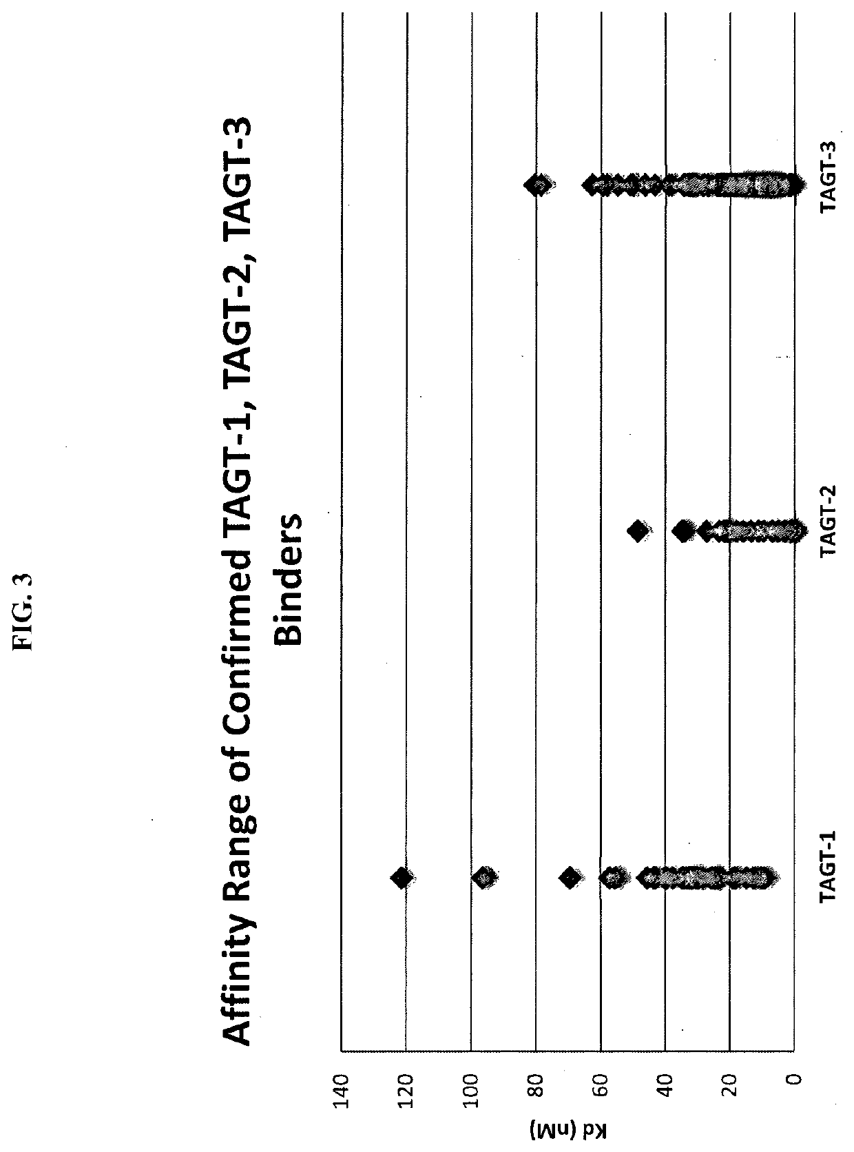 Dynamic human antibody light chain libraries