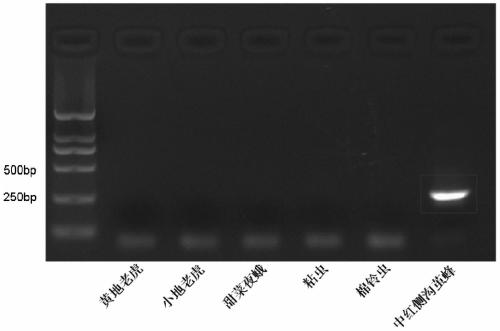 The mmedco Ⅰ gene of Braconis schneidi and its application