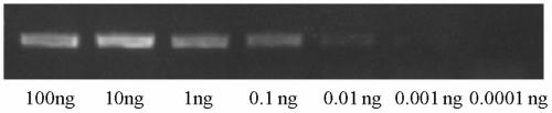 The mmedco Ⅰ gene of Braconis schneidi and its application