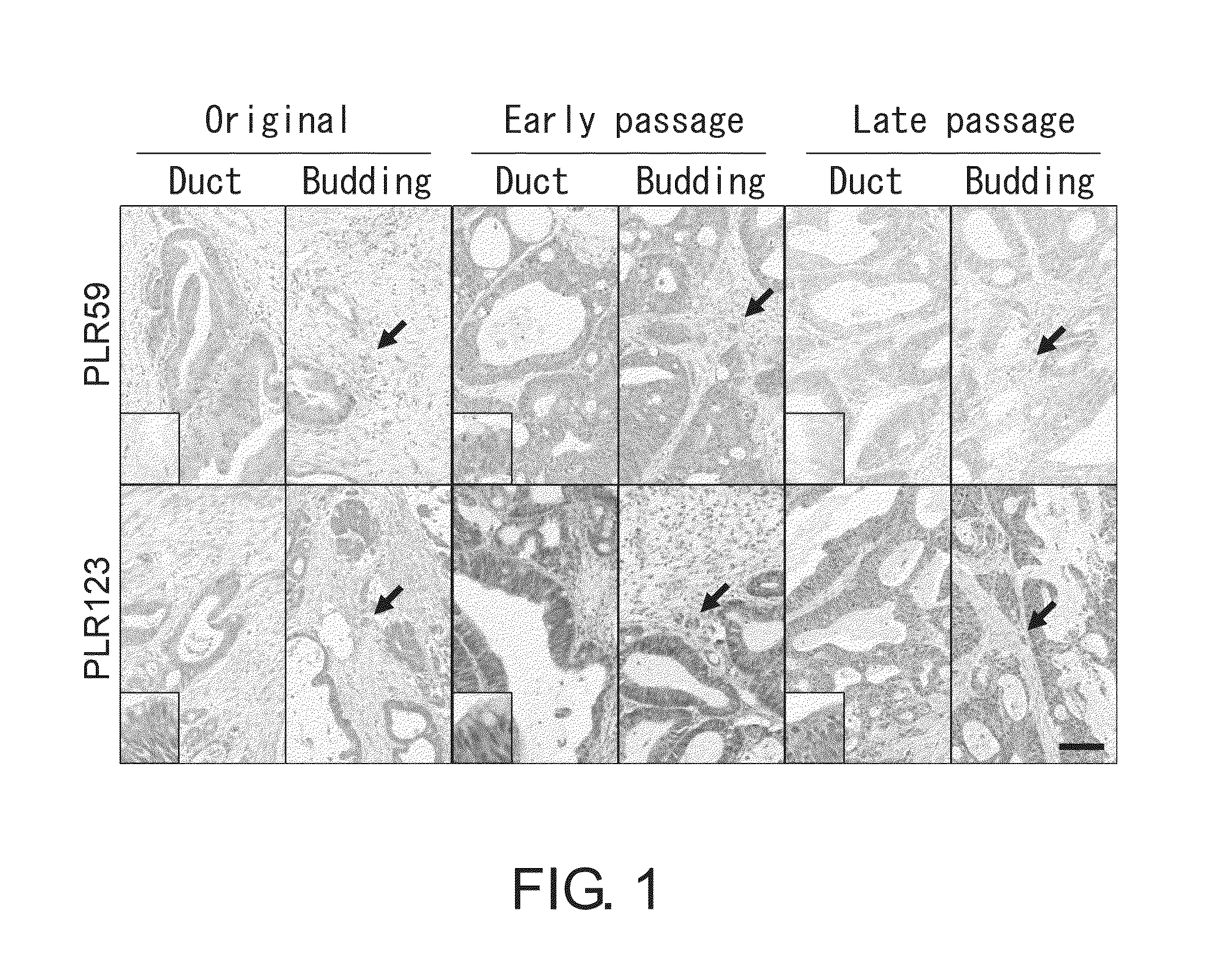 Cancer stem cell-specific molecule