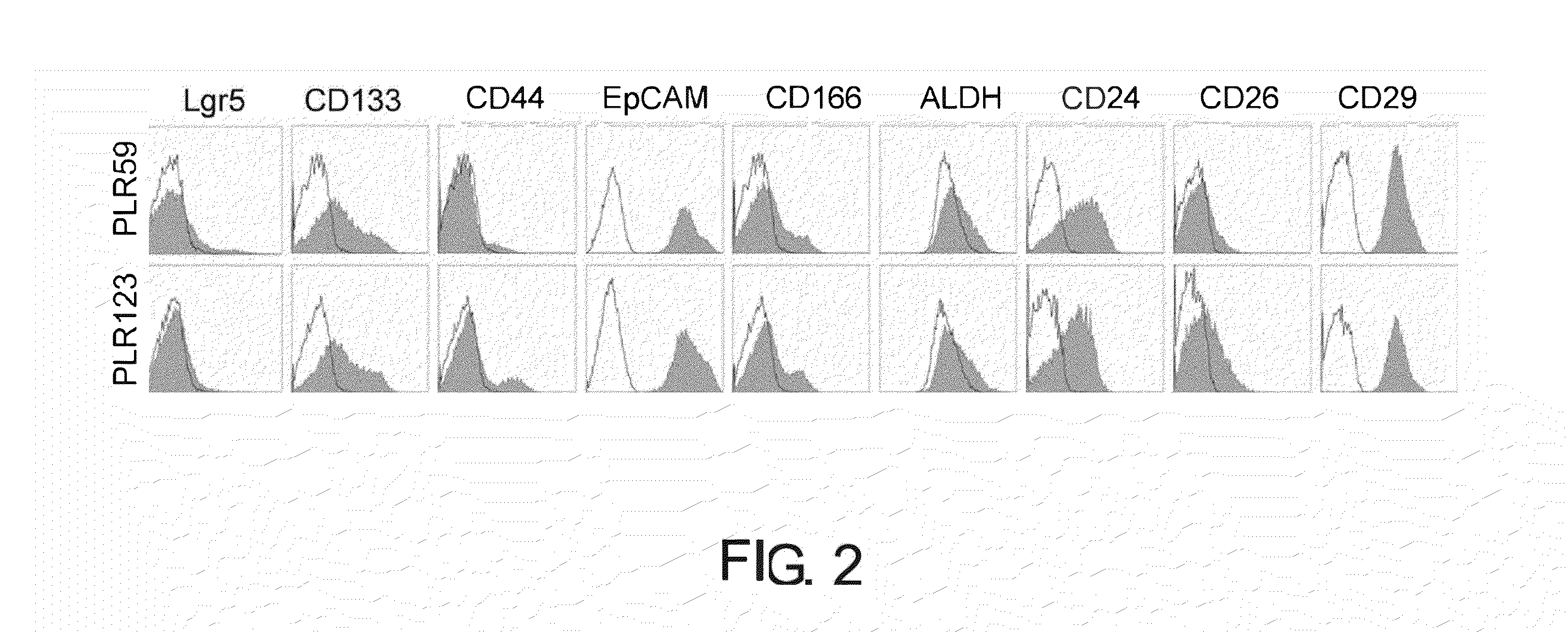 Cancer stem cell-specific molecule