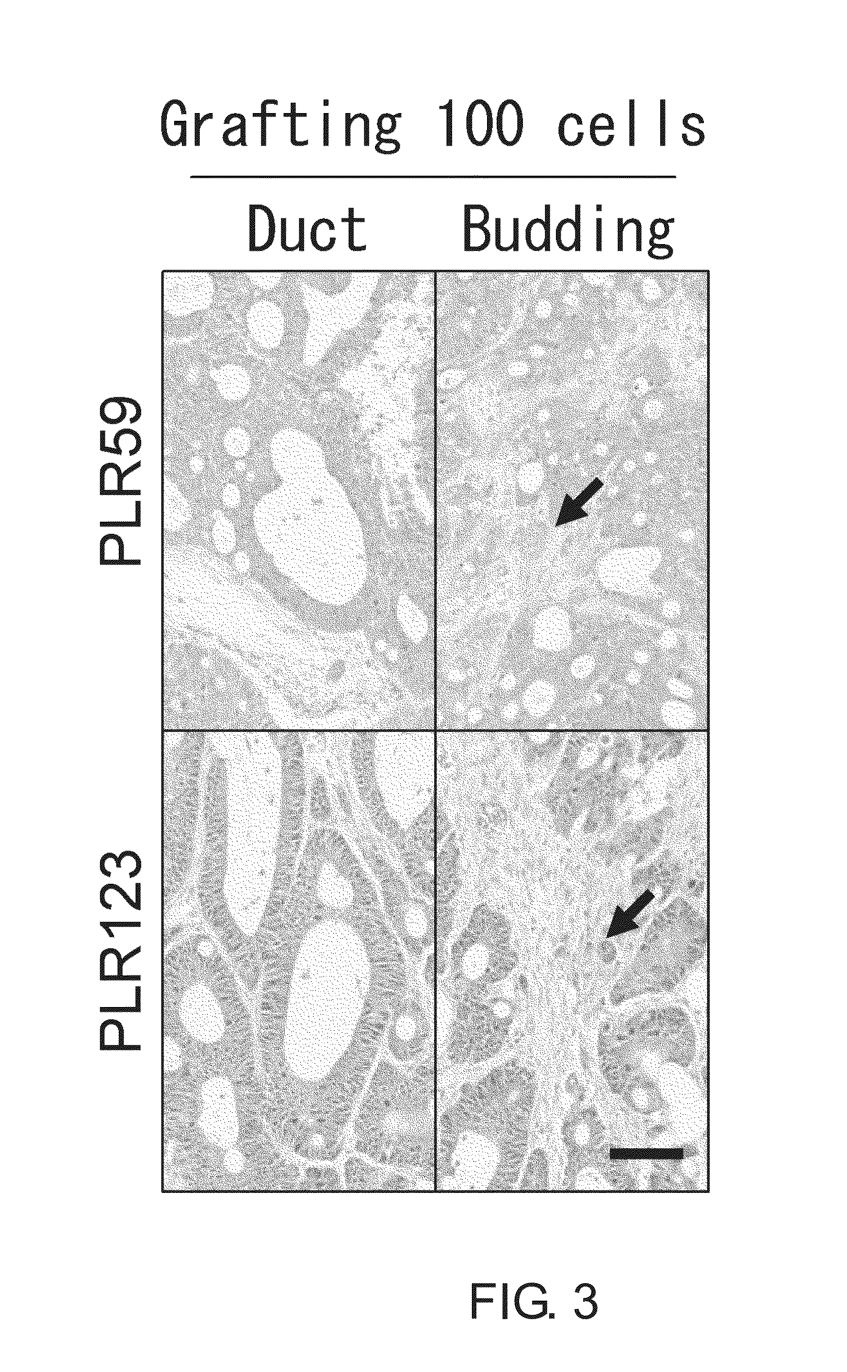 Cancer stem cell-specific molecule