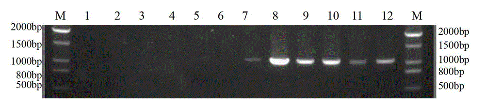 Method for identifying mating types of Lepista sordida protoplast monokaryons and special primer pair SR-5*1 therefor