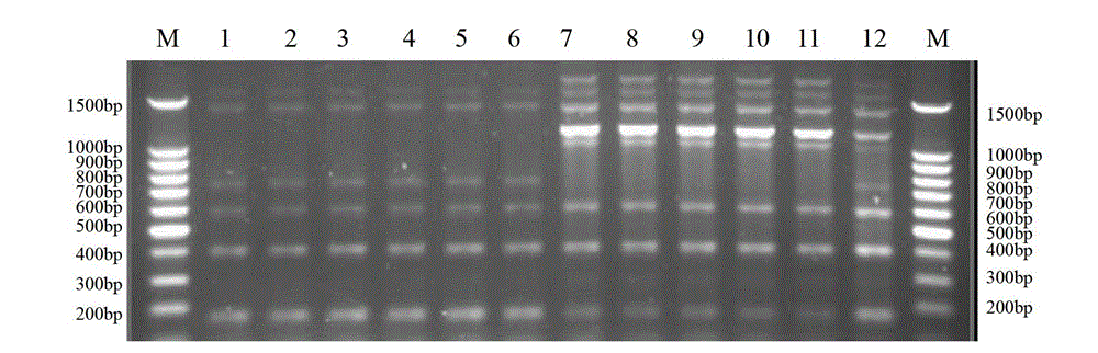 Method for identifying mating types of Lepista sordida protoplast monokaryons and special primer pair SR-5*1 therefor